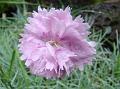 2011-0612-1400_Dianthus_12,2C